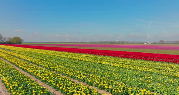 Rows of Yellow, red and Pink Tulips in Flevoland The Netherlands with wind turbines spinning.