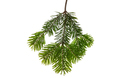 Christmas tree branch isolated on white transparent background, Xmas spruce, green fir pine twig  - PhotoDune Item for Sale