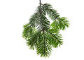 Christmas tree branch isolated on white transparent background, Xmas spruce, green fir pine twig  - PhotoDune Item for Sale