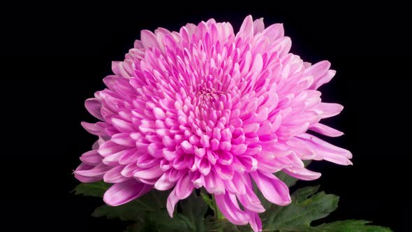 Beautiful Pink Chrysanthemum Flower Opening