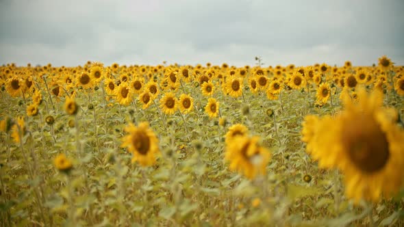 A Field Full of Bright Sunflowers in Overcast Weather