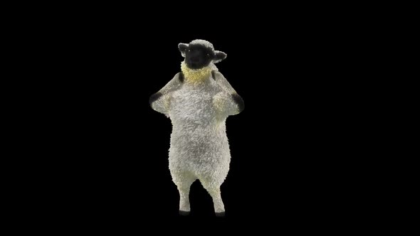 35 Sheep Dancing HD