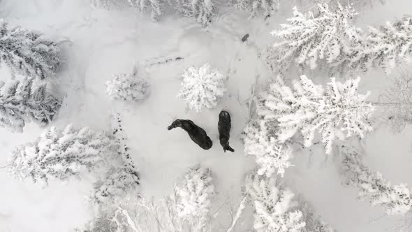 ascending drone footage of two elks in snowy forest