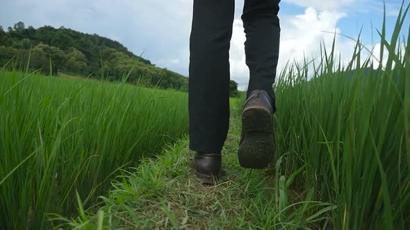 Businessman Feet Walking On Rice Fields