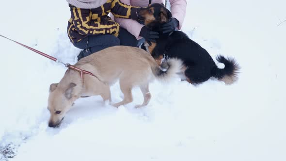 Family play with dog in winter day.