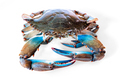 Blue crab raw - PhotoDune Item for Sale