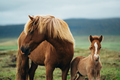 A mama horse with her baby is standing in nature in a pasture and protecting it. - PhotoDune Item for Sale