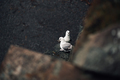 Baby seagulls hiding in the rocks. - PhotoDune Item for Sale