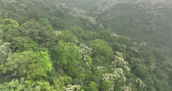 Aerial footage of green forest with  flowering castanopsis fissa trees in foggy spring