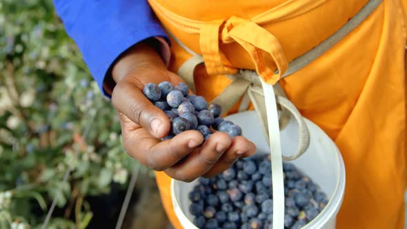 Worker putting blueberries in basket 4k