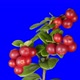 Cowberry Berries Seamless Rotation With Alpha Channel - VideoHive Item for Sale