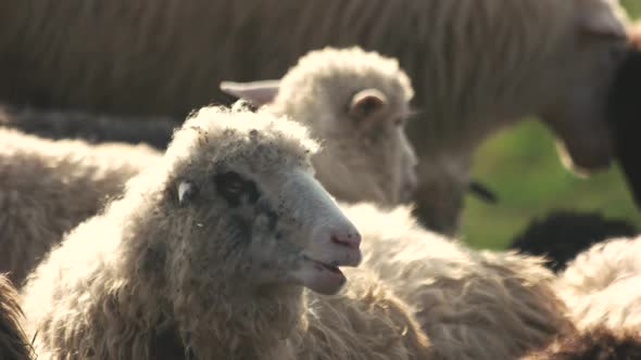 Farm Sheeps Grazing Outdoors