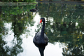 A black swan with a red beak swims in the lake at sunset. - PhotoDune Item for Sale