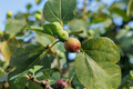 Ripe fig fruits in the canopy of the tree. - PhotoDune Item for Sale