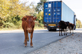 Cows along the paved road, the carriageway. Dangerous road for drivers. - PhotoDune Item for Sale