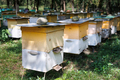 Wooden boxes for apiaries or boxes for beehives for beekeeping and collecting honey. - PhotoDune Item for Sale