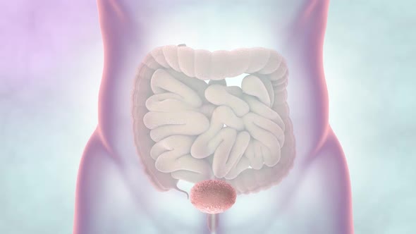 Human Digestive System Anatomy Animation Concept. 3D