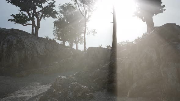 Trees on Rocks in Mountains alt