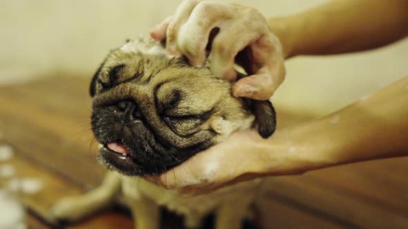 cute dog pug breed take a bubble bath shower for cleaning feeling so happiness