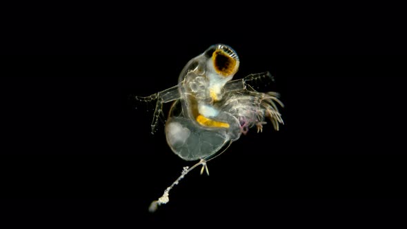 Zooplankton Under a Microscope, the Predatory Water Flea Polyphemus Pediculus