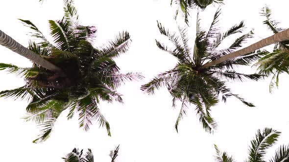 Tall palm trees isolated on bright sky, bottom to top view. Camera rotating 360