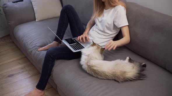 Woman is Working on Laptop on Sofa and Big Cat is Laying Down Nearby She Caress Pet