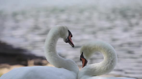 Two swans moving their necks