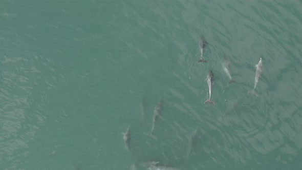 An alpha leading his pod Vleesbaai Western Cape South Africa