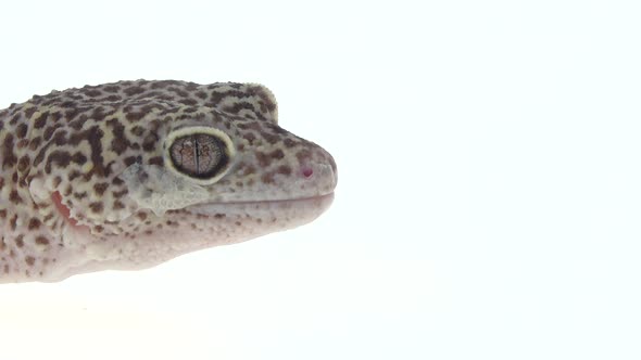 Leopard Gecko Standard Form, Eublepharis Macularius in White Background. Close Up. Macro Shot