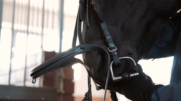 Rider Preparing a Largeblack Friesian Horse for Dressage Training