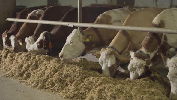 Cow milk farm, cows eating feed.