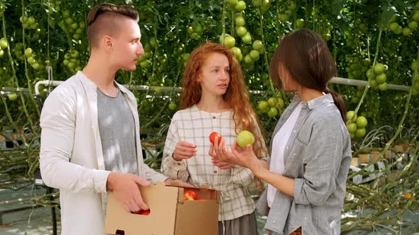 Organic Farmer Checking His Tomatoes in a Hothouse. Two Laughing Girls Holding Wicker Basket with