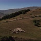 Flock of sheep on pasture in the mountains - VideoHive Item for Sale