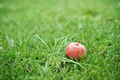 Ripe red apple in the green grass, an apple fallen from a tree. Autumn harvest. - PhotoDune Item for Sale