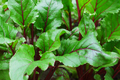 Green beet leaves with red stems and veins. Growing beets in the garden. - PhotoDune Item for Sale