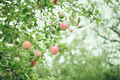 Ripe apples hanging on tree branches in an orchard. - PhotoDune Item for Sale