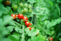 Bunch of cherry tomatoes on a background of green leaves.  - PhotoDune Item for Sale