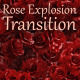 Rose Explosion Transition - VideoHive Item for Sale