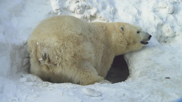 A white bear digs a lair