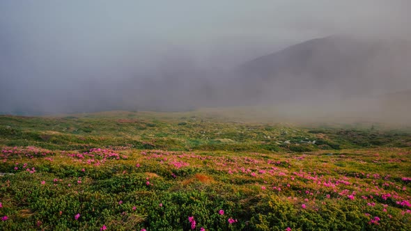 Time Lapse of Foggy Mountains with Blossoming Rhododendron Flowers