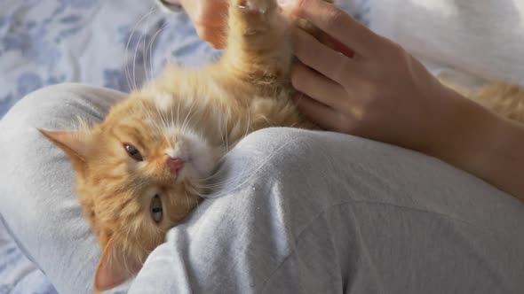 Woman Sits in Bed and Cuts the Claws of Cute Ginger Cat Scissors. Fluffy Pet Purring with Pleasure