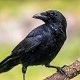 This Crow