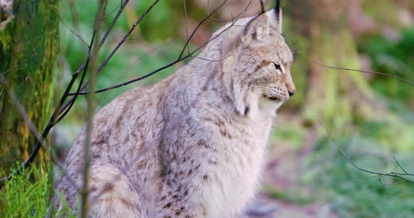 European Lynx Sitting and Lying in the Forest