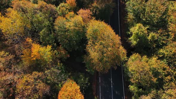 Yellow Forest and Road 