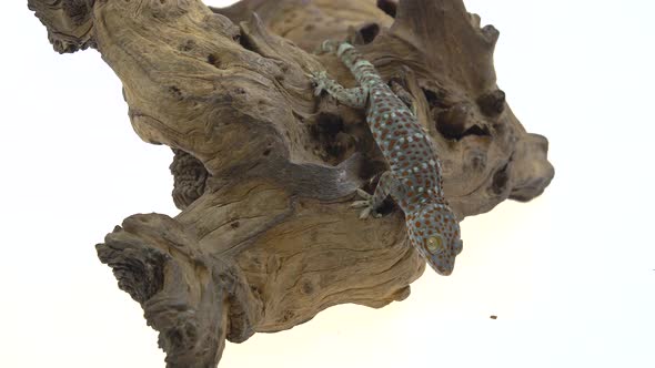 Tokay Gecko - Gekko Gecko on Wooden Snag in White Background