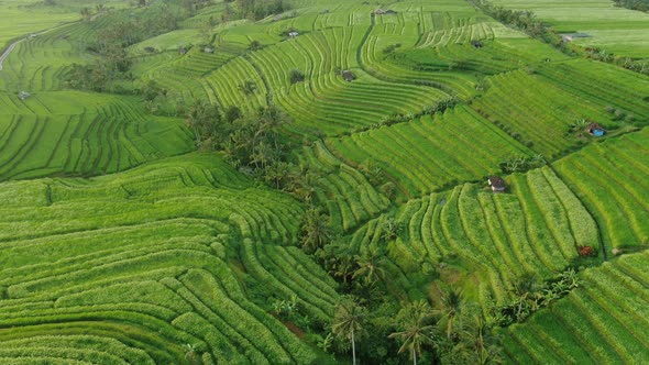 Aerial View of Rice Terraces. Landscape with Drone. 