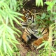 bengal tiger in a forest atmosphere - VideoHive Item for Sale