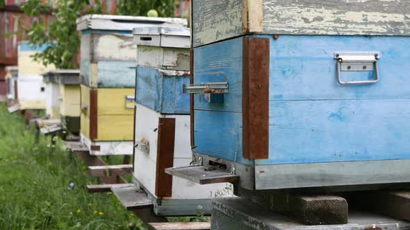 Organic Apiary on the Farm with a Lot of Bees Flying Around