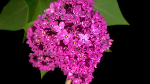 Beautiful Time Lapse of Opening Violet Flower of Lilac on a Black Background