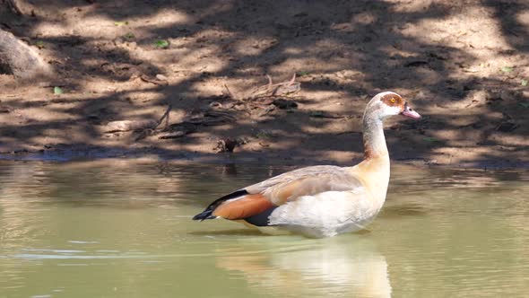 Two Egyptian goose in a lake 
